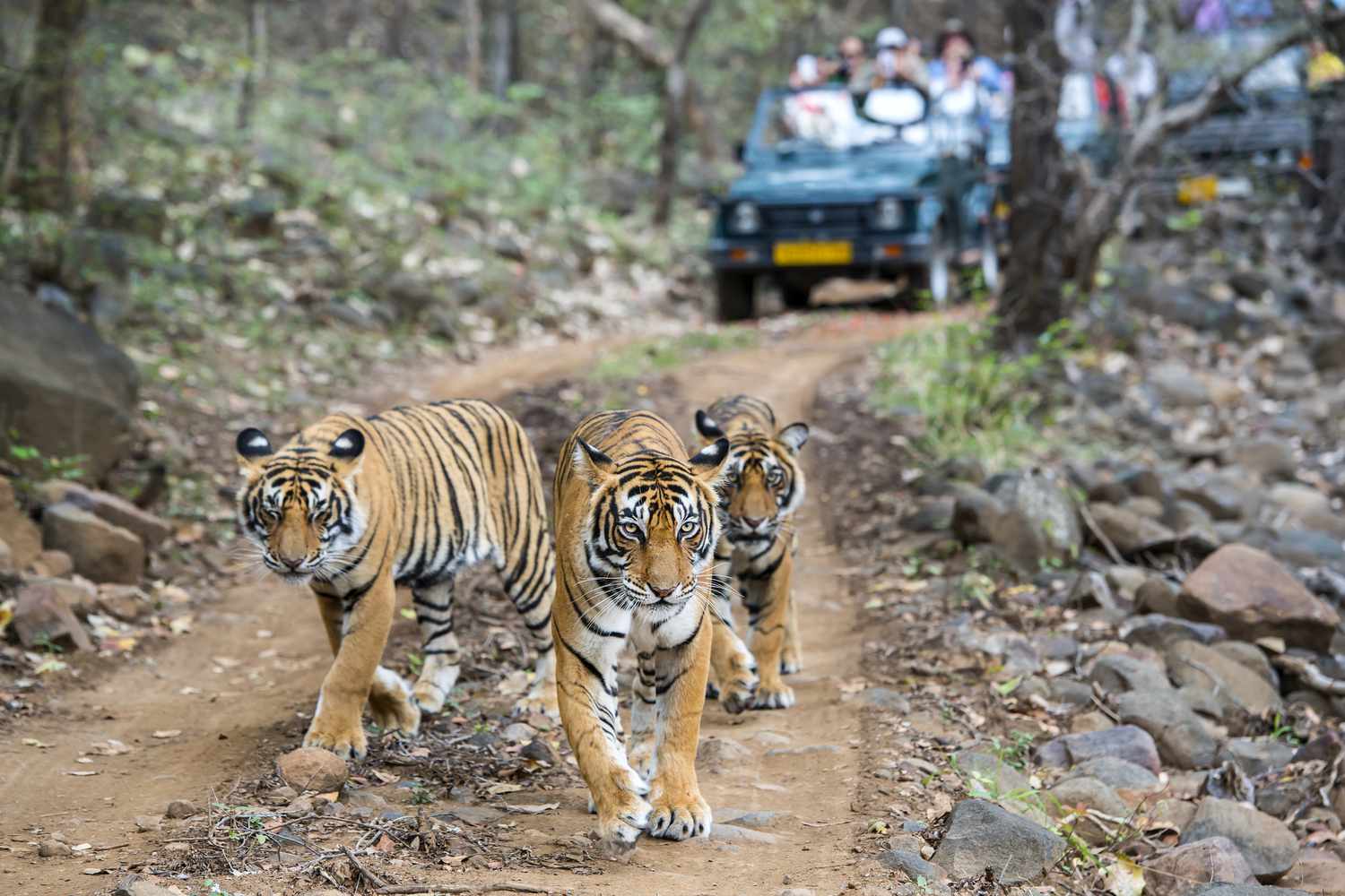 Sawai Madhopur (Ranthambore)